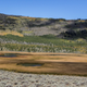 This, my friend, is the incredible Pando aspen clone of central Utah.